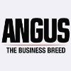 American Angus Association Logo