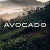 Avocado Green Mattress Logo