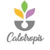 Calotropis Logo