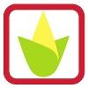 Cornucopia Popcorn Logo