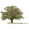 Flat Branch Home Loans Logo
