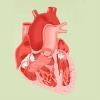 Heart & Vascular Institute Logo