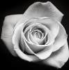 la Vie en Rose Logo
