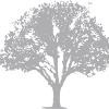 Lifetime Tax Advisors Logo