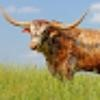 Longhorn Imaging Logo