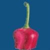 PEPperPRINT Logo