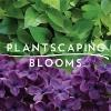 Plantscaping & Blooms Logo
