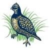 Quail Tools Logo
