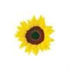 Sunflower Healthcare Logo
