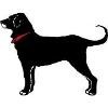 The Black Dog Logo