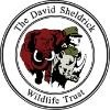 The David Sheldrick Wildlife Trust Logo