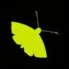 The Moth Logo