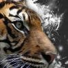 TigerRisk Partners Logo