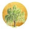Willow Wellness Center Logo