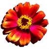 Zinnia Wellness Logo